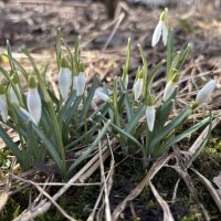 Подснежники :: Ольга Савельева 