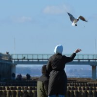 Кормление чаек. :: Константин Белоногов