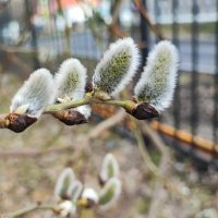 ,,, :: Сергей Тимоновский