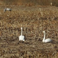 прилетели журавли и лебедь-кликун :: ИННА ПОРОХОВА