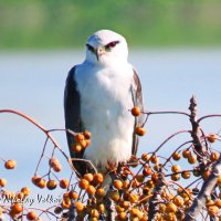 Чернокрылый дымчатый коршун :: Николай Волков