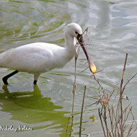 Колпица :: Николай Волков