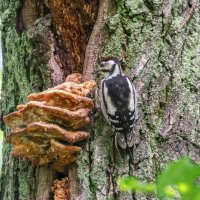 Пёстрый дятел и трутовик :: Игорь Сарапулов