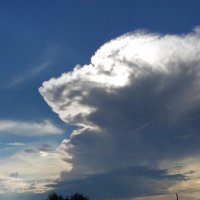 Собака в небе. :: nadyasilyuk Вознюк