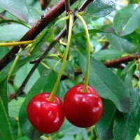 Вишенки. :: nadyasilyuk Вознюк