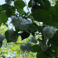 Жасмин :: Freddy 97