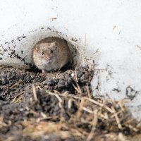 Про весну и мышку. :: Владимир Безбородов