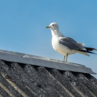 Утреннее :: Владимир Колесников