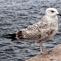 Пернатые Питера :: Savayr 