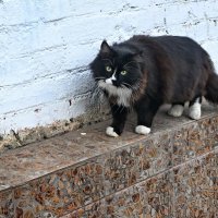 Живу я тут... :: Николай Саржанов