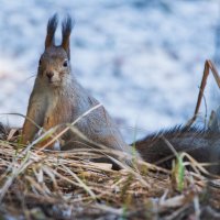 Замерла. :: Виктор Евстратов