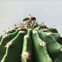 Пчёлка или оса?! :: Надежда 