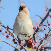 Свиристель :: Виктор Иванович Чернюк