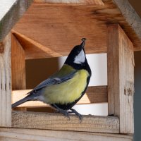 Вот как я умею! :: Сергей Брюшинин