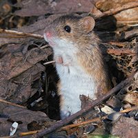 Полевая мышь :: Лина 