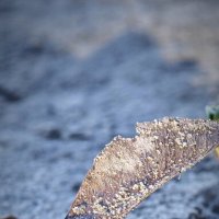 Росток из семечка :: Наталия