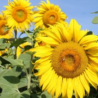 СОЛНЕЧНЫЕ ПОДСОЛНУХИ :: Валентина СОЛНЕЧНЫЕ ПОДСОЛНУХИ :: Валентина