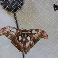 В парке бабочек :: Галина Ильясова