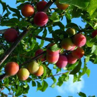 Сибирские сливы. :: nadyasilyuk Вознюк