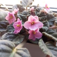 Фиалка :: Елена Семигина