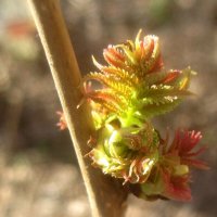 Новая жизнь :: Елена Семигина