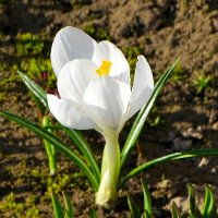 Городские цветы (крокус) :: Милешкин Владимир Алексеевич 
