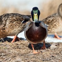 "Если б я был султан, я б имел трех жен..." :: Владимир Безбородов