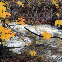 Уплывющие краски золотой осени :: Сергей Сомихин