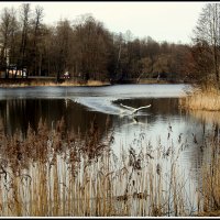 На озере :: Aleksandr Gal