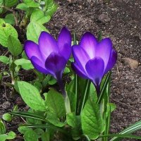 Крокусы :: Рита Симонова