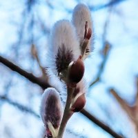 ПЫШНОЕ ПУШНОЕ :: Юрий Вовк ПЫШНОЕ ПУШНОЕ :: Юрий Вовк