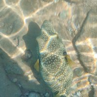 Рыба семейства иглобрюхих :: Ирэн 