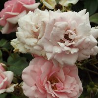 Розы :: Freddy 97