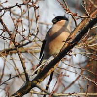 весна :: ИННА ПОРОХОВА