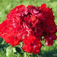 они на радость нам даны :: Олег Лукьянов