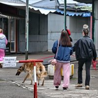Дорога в парк... :: Николай Саржанов Дорога в парк... :: Николай Саржанов