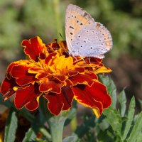 Голубянка на цветке. :: сергей ермошкин