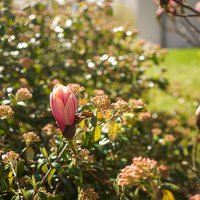 Утреннее солнце. :: Lucy Schneider 