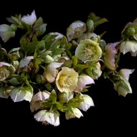 Морозник 26 марта в Ботсаду МГУ :: Михаил Бибичков