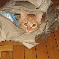 Такой вот "сухой" паёк... :: Ирина Кустова