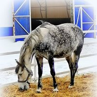 На прогулке :: Сергей