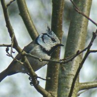 хохлатая синица или гренадёрка :: gawrilа - dan