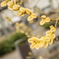 А у нас во дворе. :: Николай 