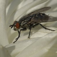 ... :: civettina ...