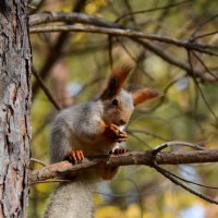 Белка в парке :: Savayr