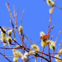 из снятого сегодня  1 :: Александр Прокудин