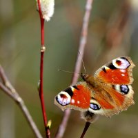 из снятого сегодня 4 :: Александр Прокудин
