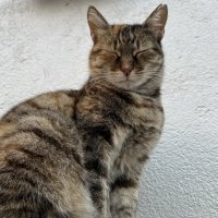 Не Тамара, но Царица... :: Михаил Андреев