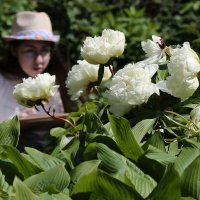 Время пионов :: ZNatasha -