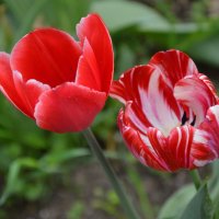 *** :: Надежда Куркина 